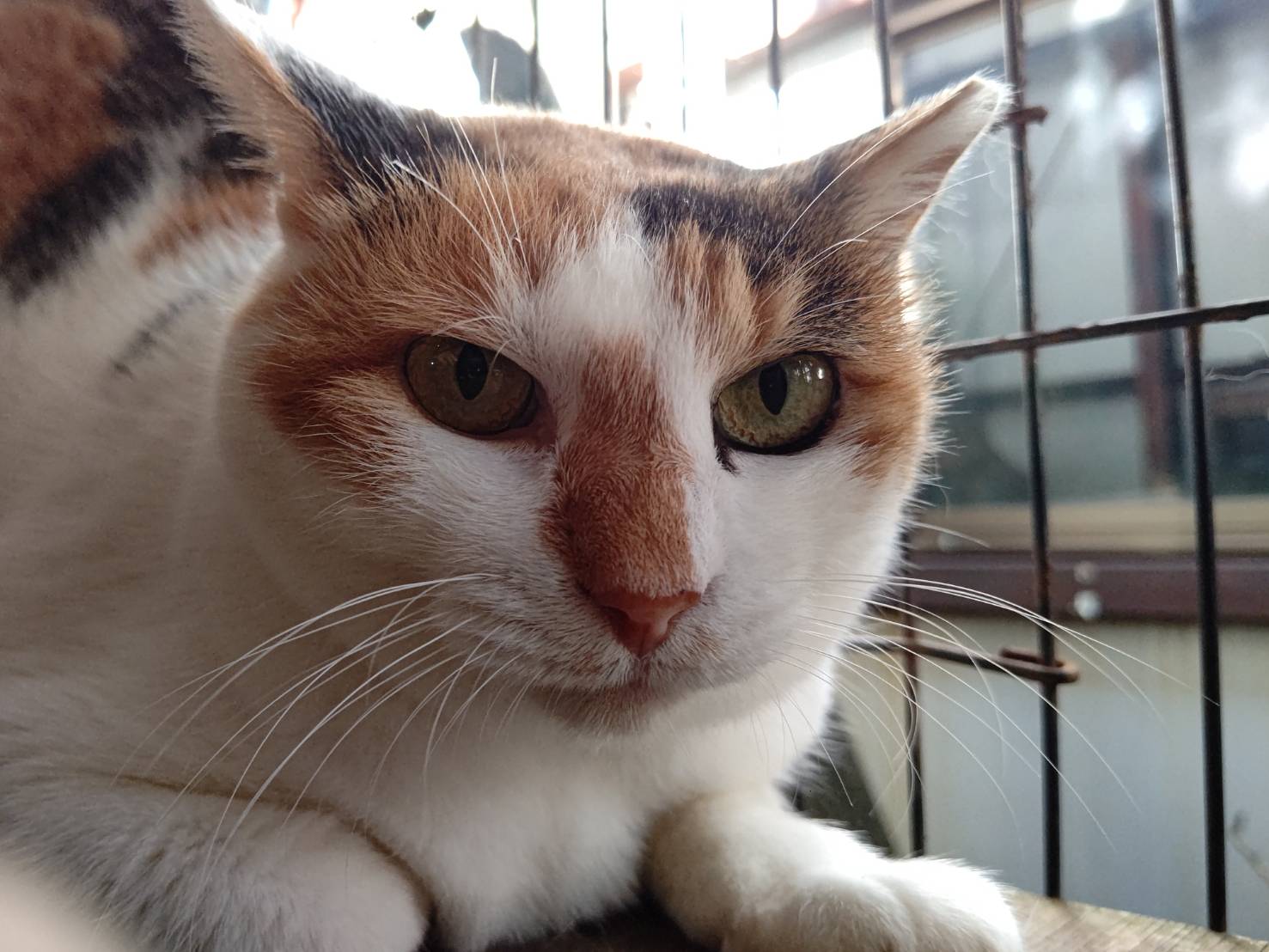 hacodecoさま　三毛猫ちゃん 天皇ご一家が新しくお迎えした猫ちゃんが三毛猫の美海(みみ)ちゃん